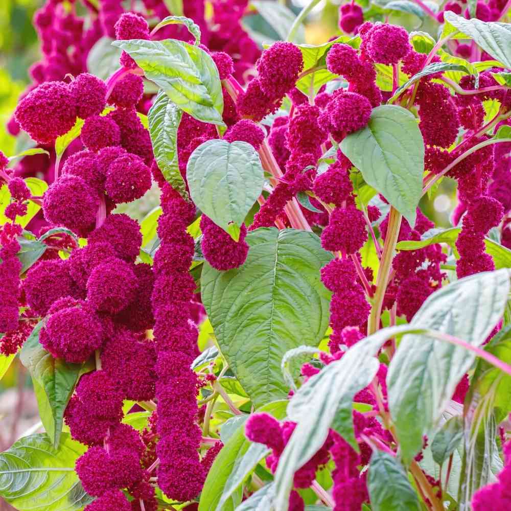 Amaranthus Caudatus Love Lies Bleeding Seeds (1)