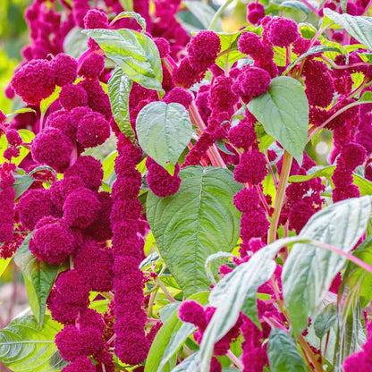 Amaranthus Caudatus Love Lies Bleeding Seeds (1)