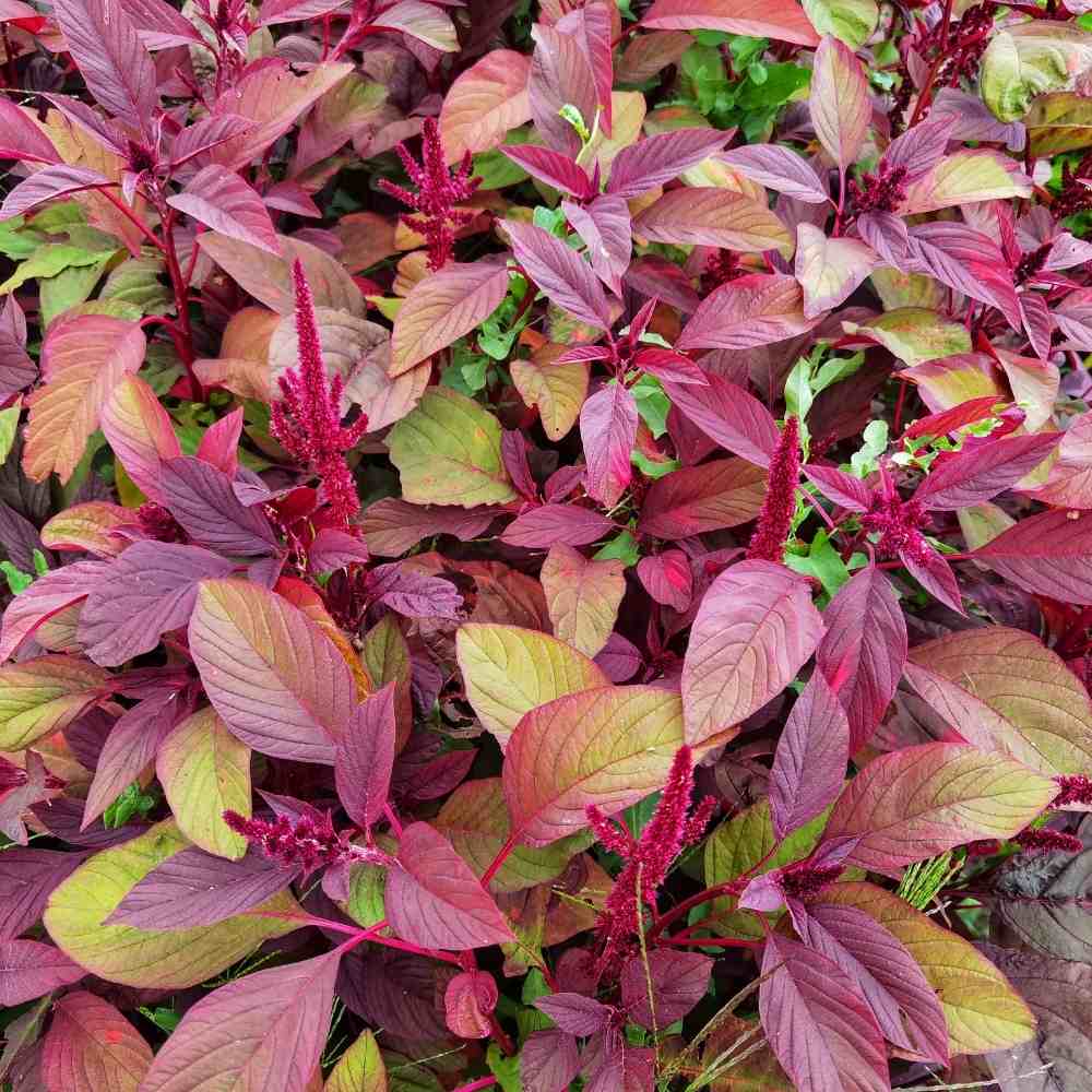 Amaranthus Mixed Seeds (3)