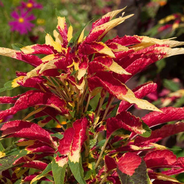 Amaranthus Tricolor Molten fire Seeds