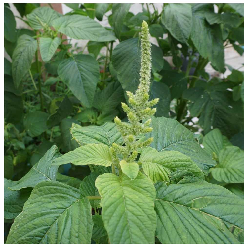 Amaranthus Viridis Green Seeds (1)