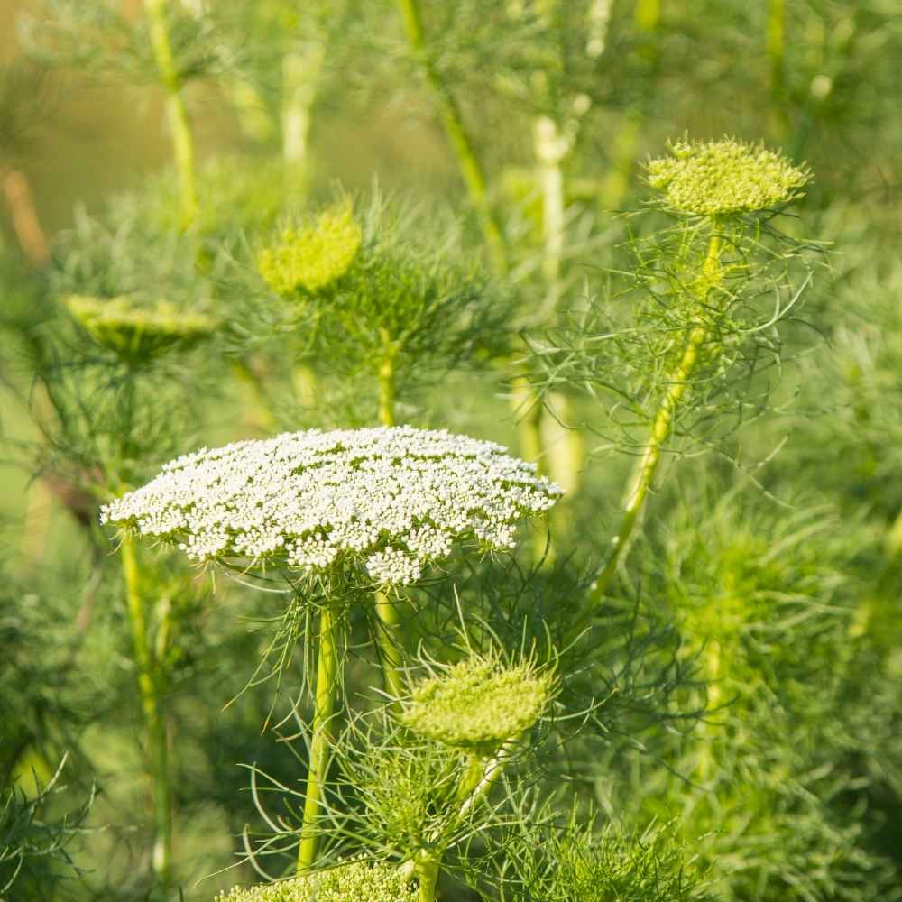 Anise Imported Seeds