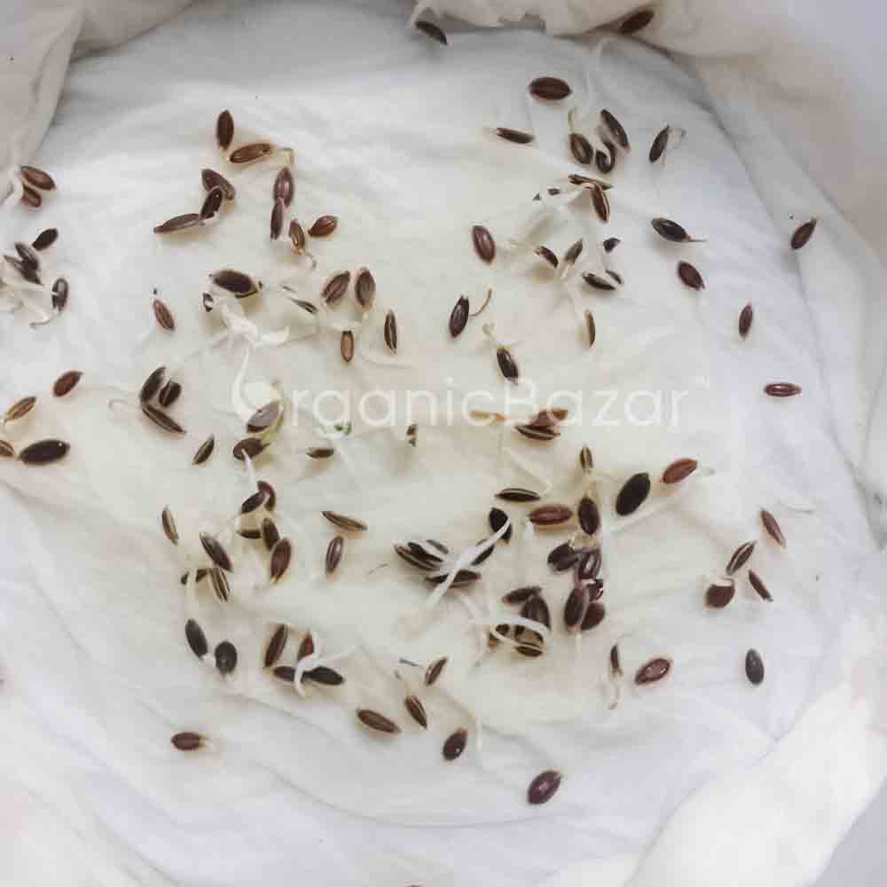 Anise Imported Seeds