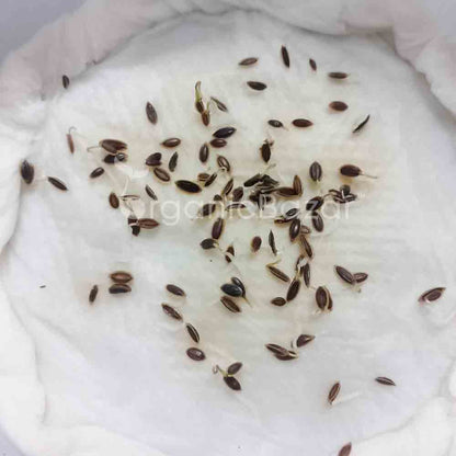 Anith Imported Seeds