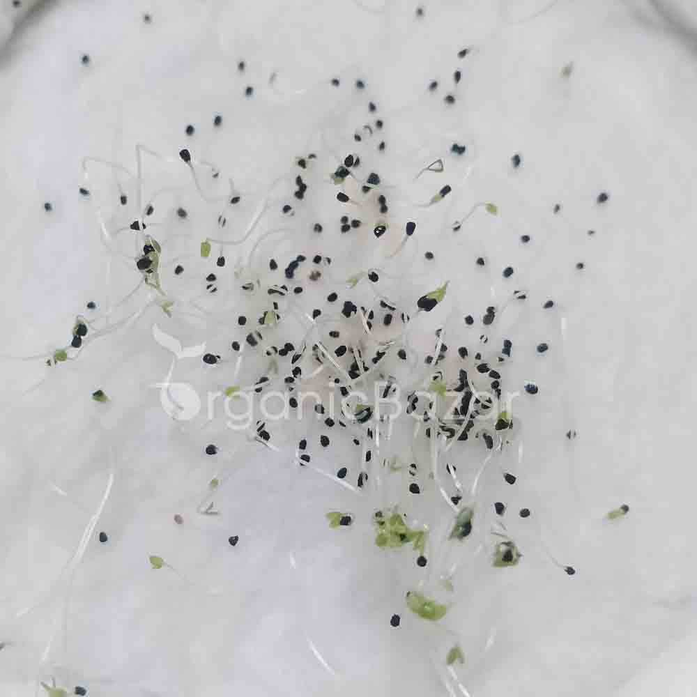 Antirihinum Tom Thumb Dwarf Mix Seeds