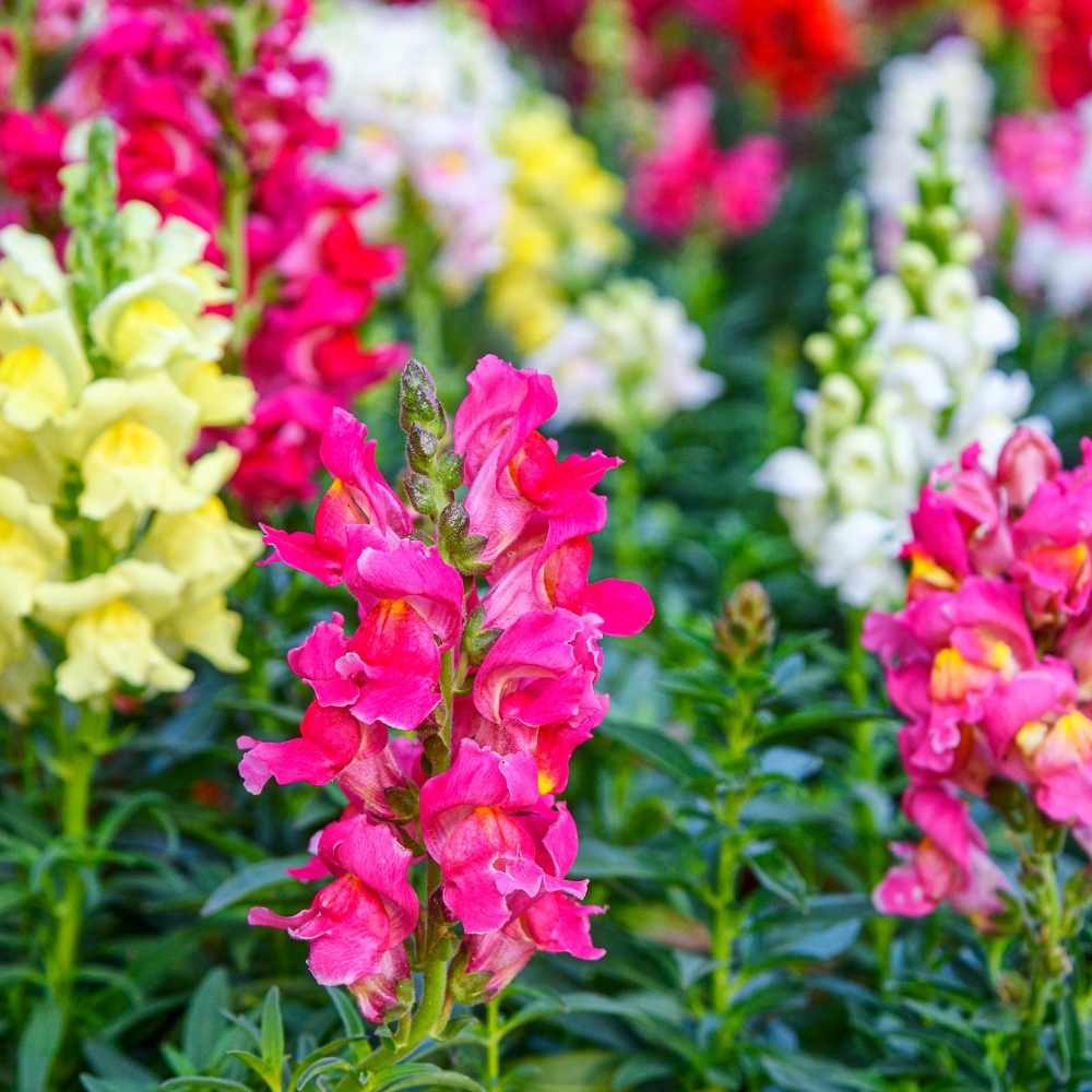 Buy Antirrhinum Semi Tall Mix Flower Seeds