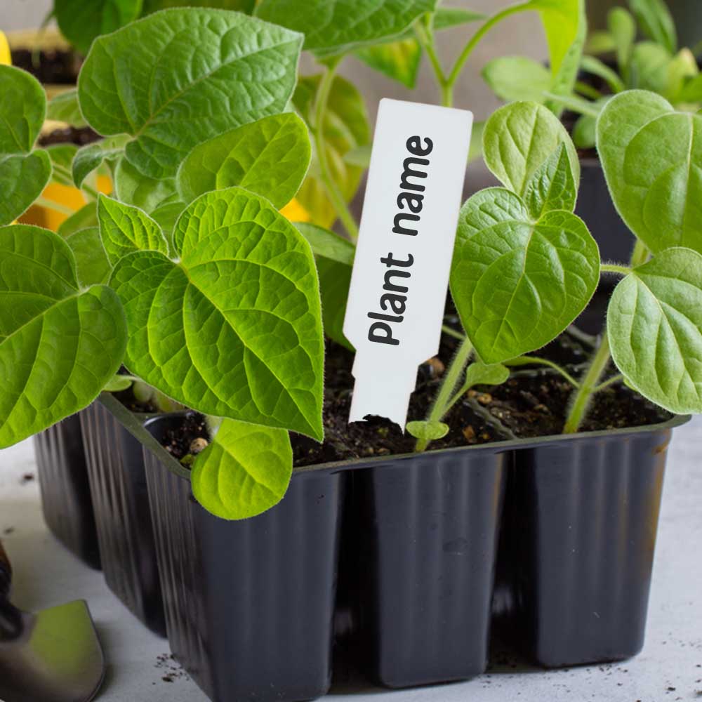 Arrow shape Plant Tag Marker label White for Home Gardening