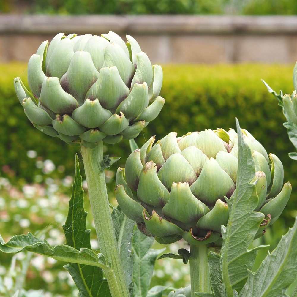 Artichoke Green Globe Seeds (1)