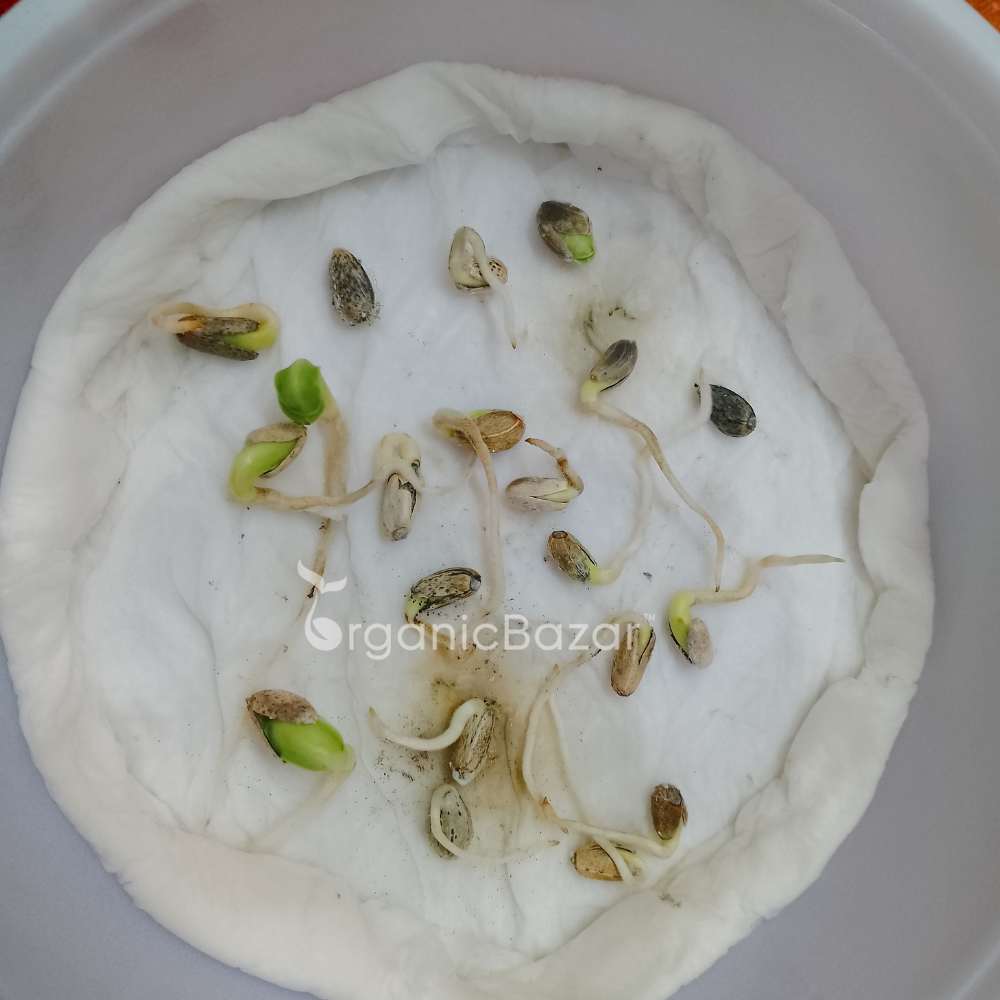 Artichoke Green Globe Seeds