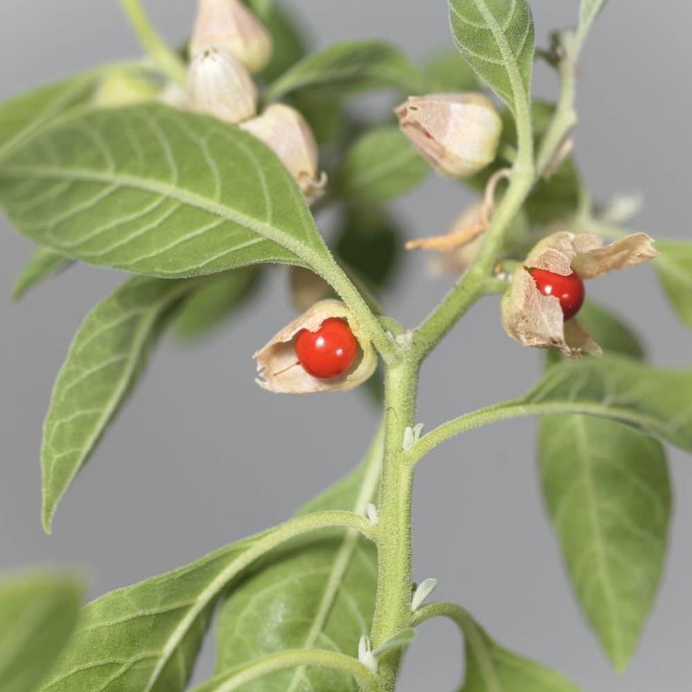 Ashwagandha Indian Ginseng Seeds