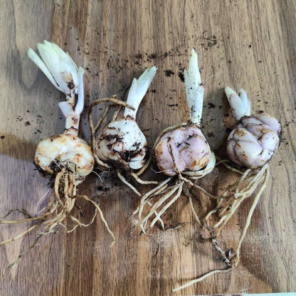 Asiatic (Lilium) Lily Flower Bulbs Mixed Color