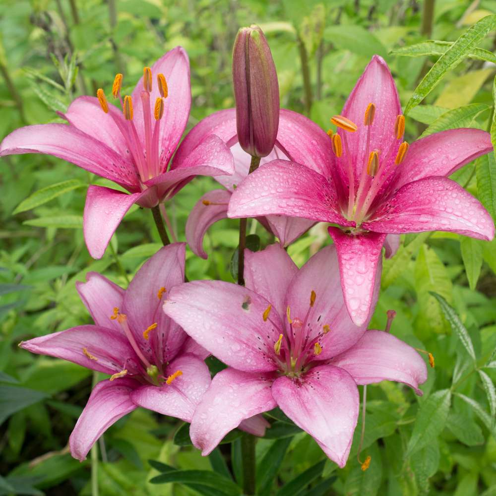 Asiatic (Lilium) Lily Pink Flower Bulbs