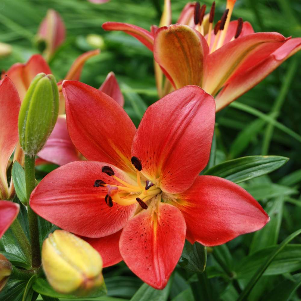 Buy Best Quality Asiatic Lily Red Flower Bulbs - Organic Bazar