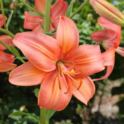 red and orange asiatic lily Buy Best Quality Asiatic Lily Orange Flower Bulbs Online