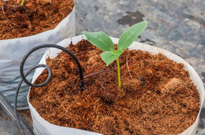 Things To Keep In Mind While Buying Cocopeat In Hindi
