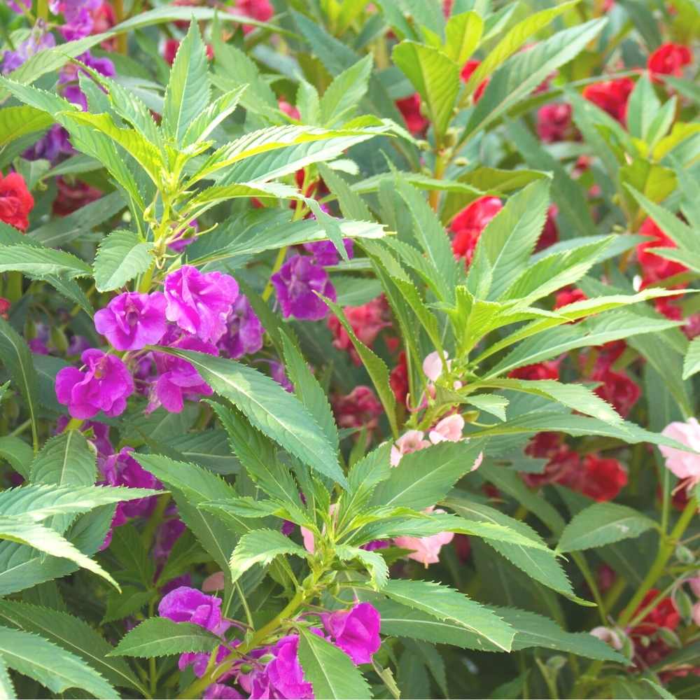 Balsam Bush Flowere Mixed Seeds (1)