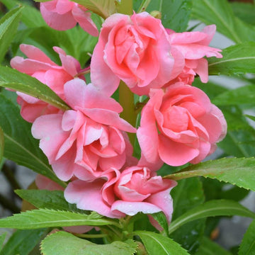 Balsam Camellia Flowered Mix Seeds
