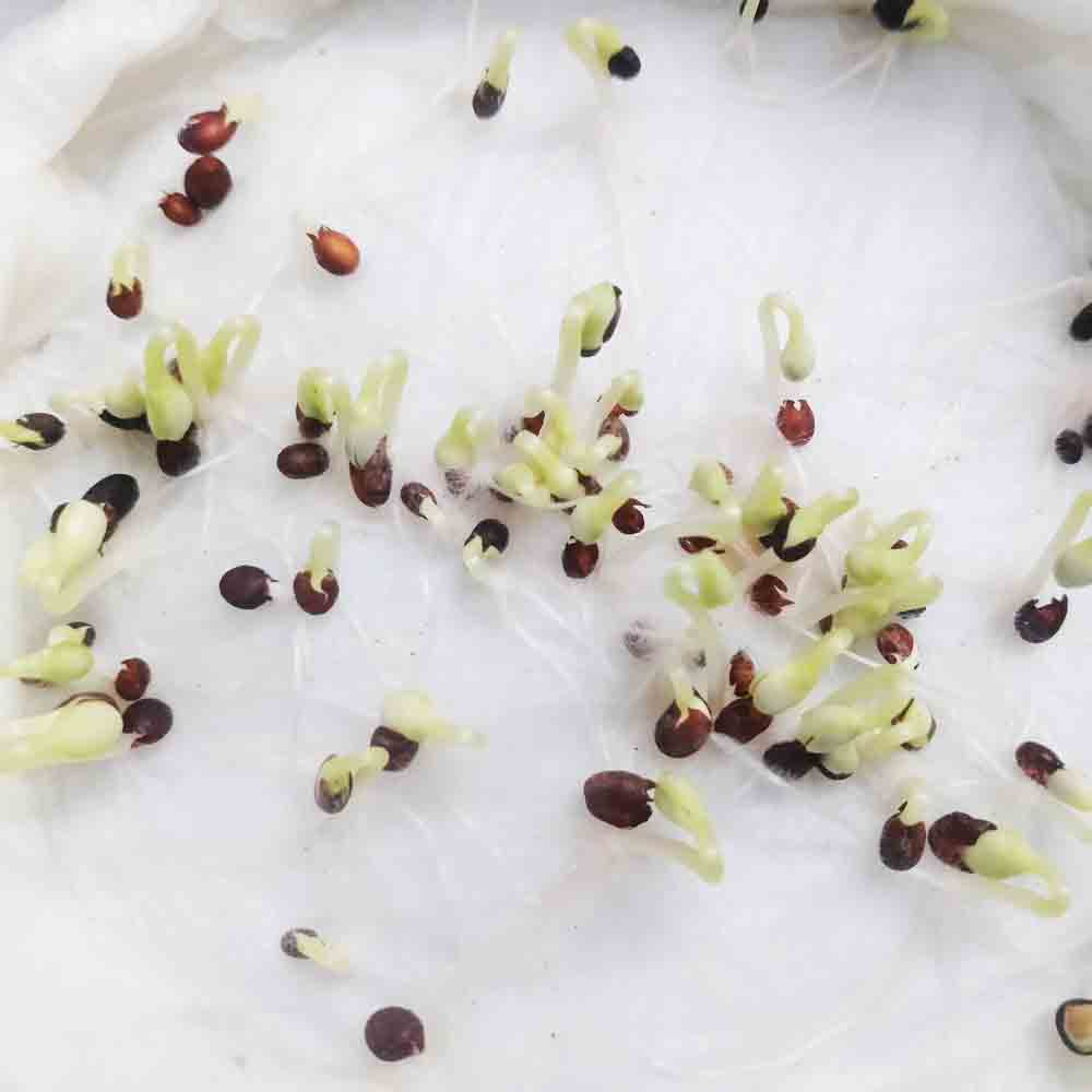 Balsam Tom Thumb Mix Seeds