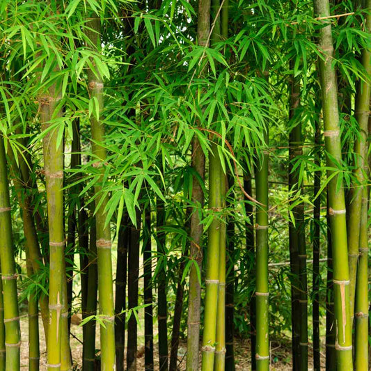 Bamboo Plant Seeds (Dendrocalamus Strictus) (1)
