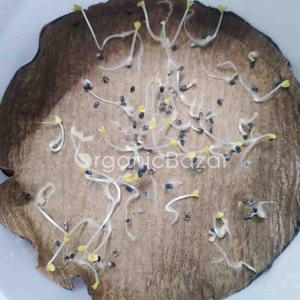 Rama Tulsi Seeds