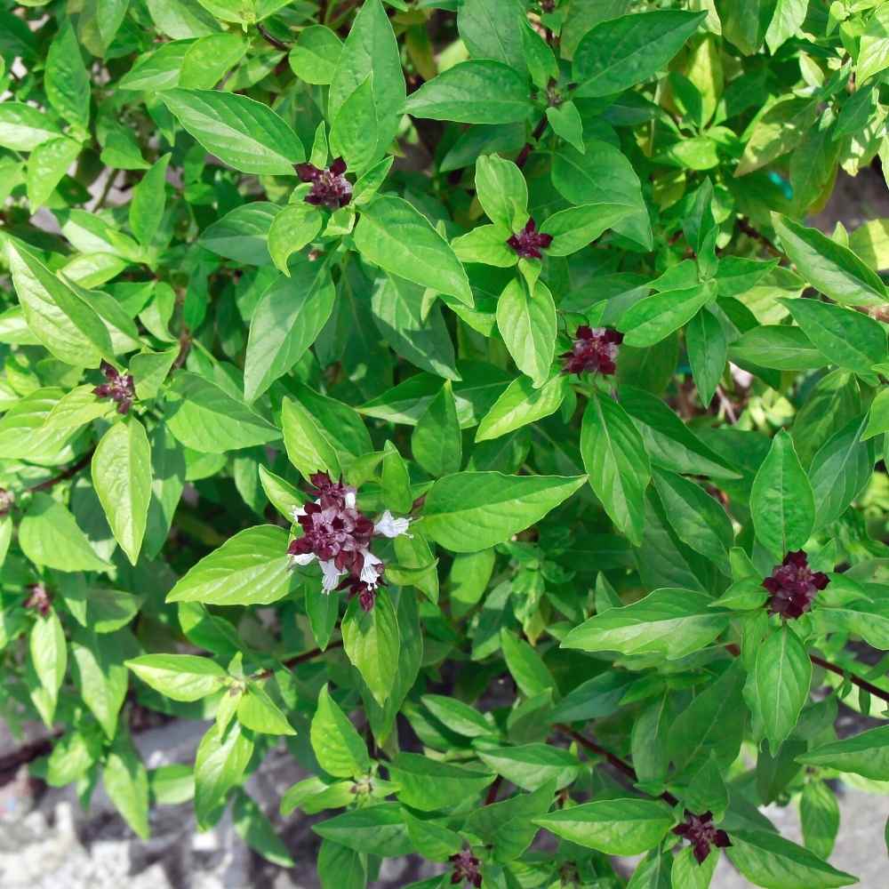 Basil Cinnamon Seeds