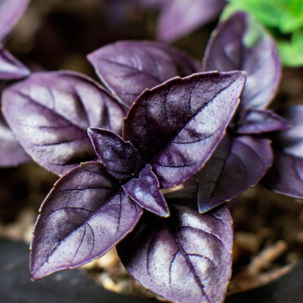 Basil Dark Opal Seeds