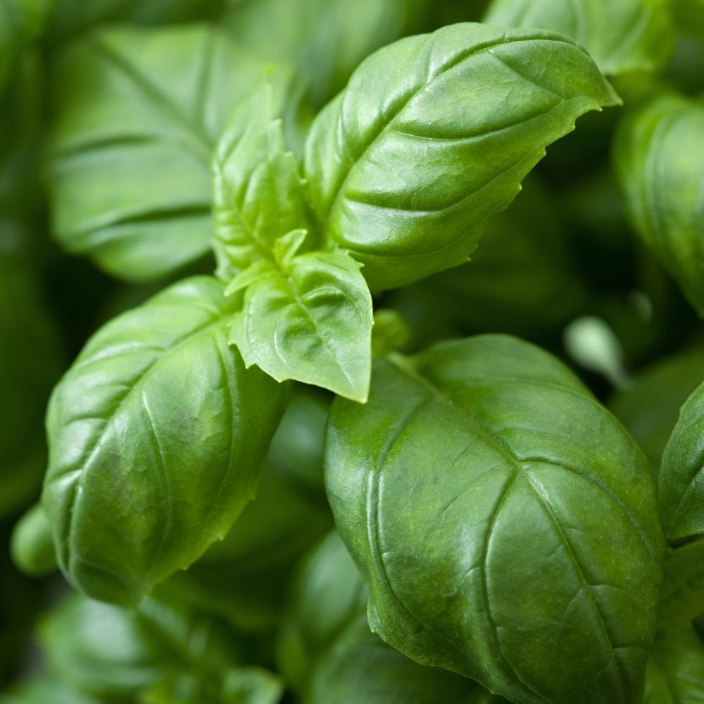 Basil Genovese Green Seeds