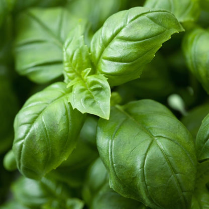 Basil Genovese Green Seeds