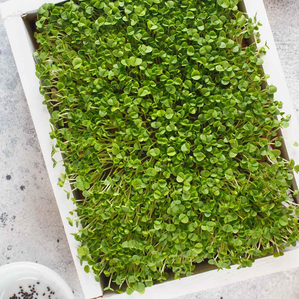 Basil Microgreen Seeds