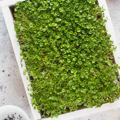 Basil Microgreen Seeds