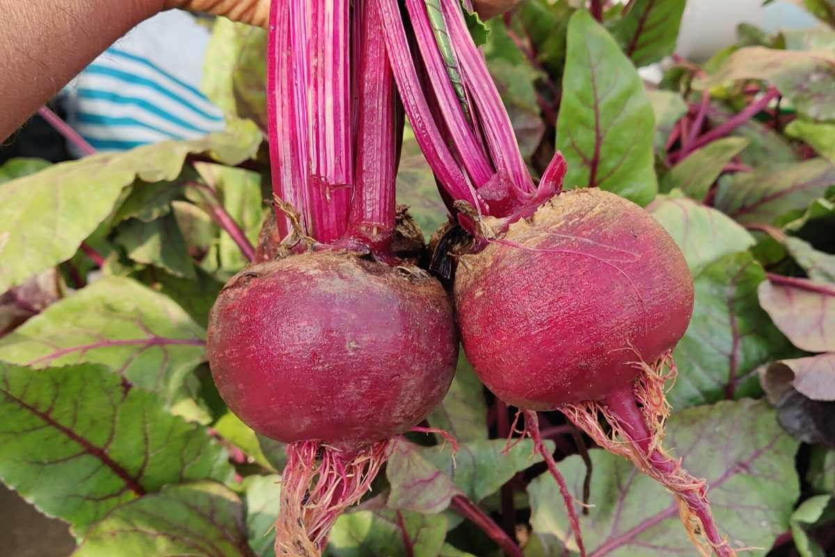 Beetroot