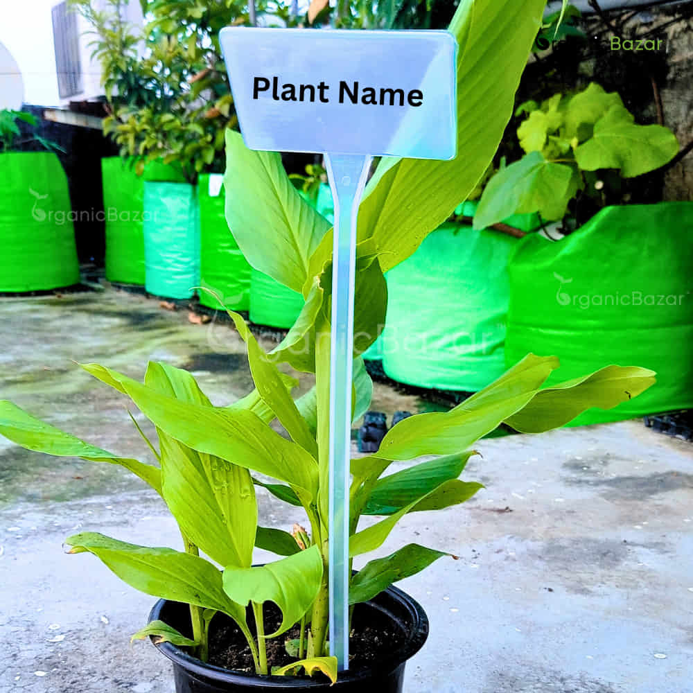 Big Plant Tag new