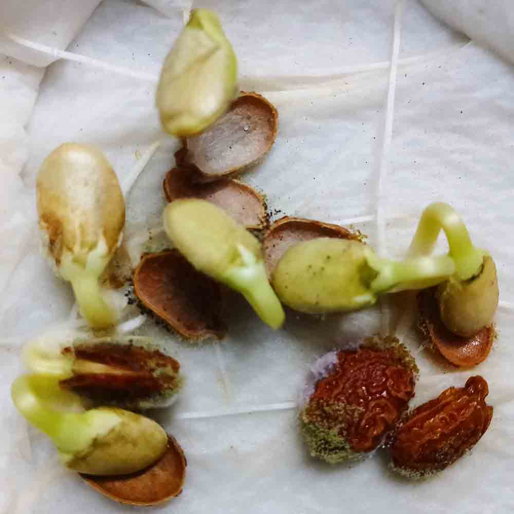 Bitter Gourd Faizabadi Seeds