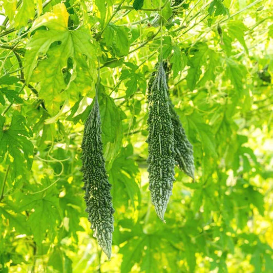 Bitter Gourd (Barahmasi) Seeds