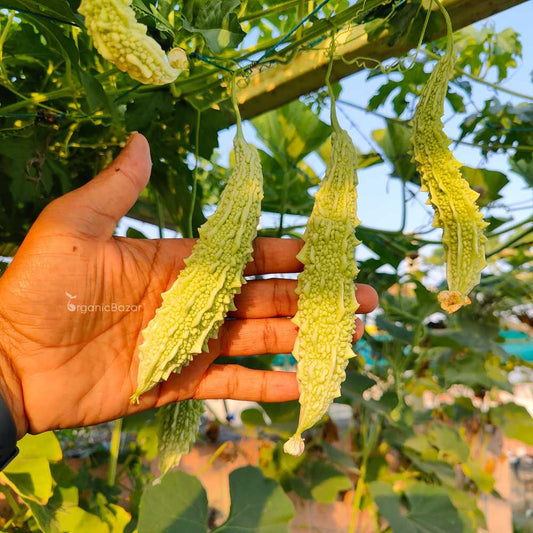 Bitter Gourd F1 White Long Hybrid Seeds