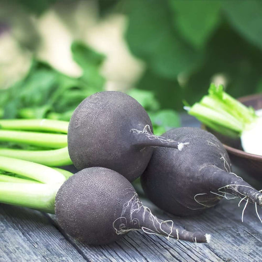 Black Radish Round Seeds