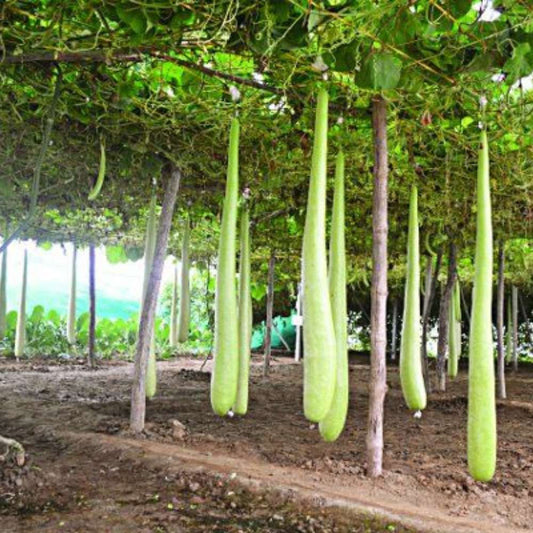 Bottle Gourd Extra Long Seeds