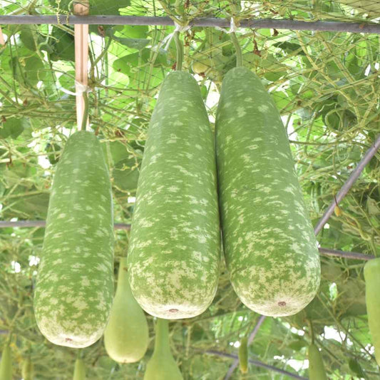 Bottle Gourd Long Avinash Iv Seeds