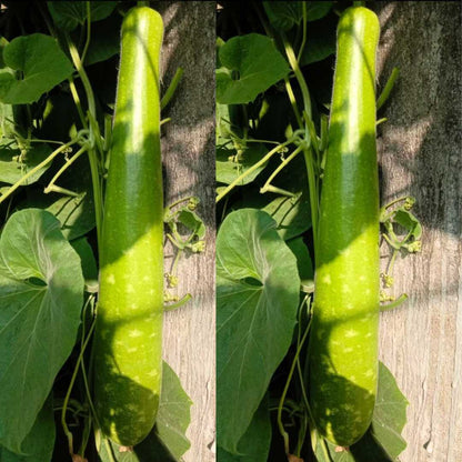 Bottle Gourd Long Dark Green With Spots