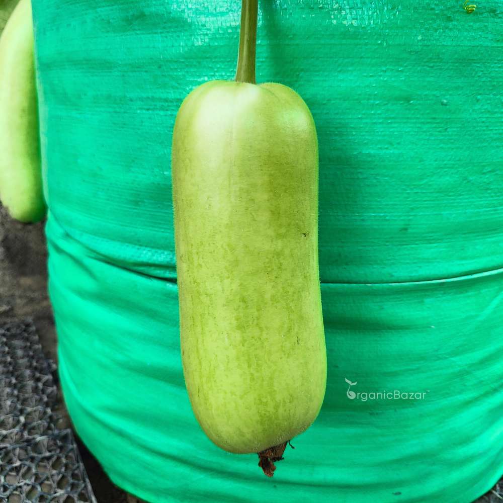 Bottle Gourd (Short And Thick) F1 Hybrid Seeds