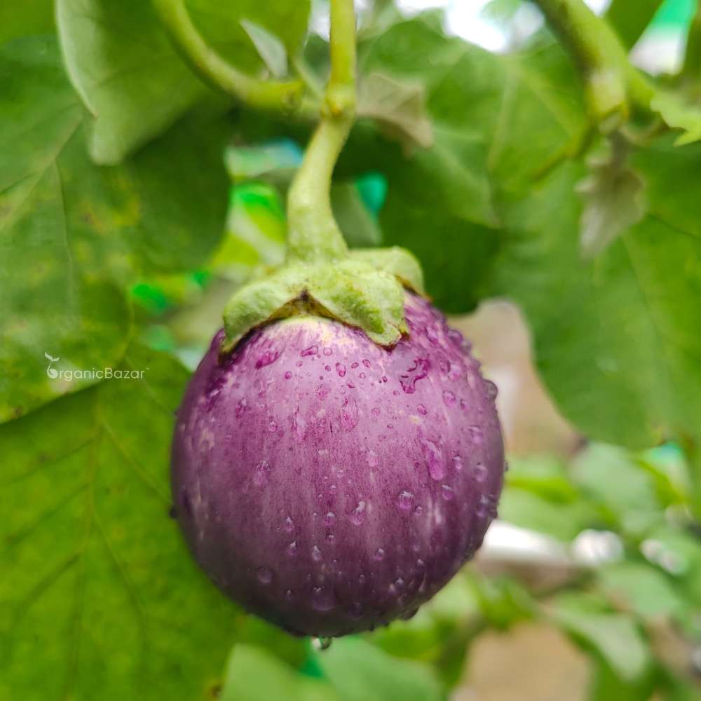 Brinjal Pink Round F1 Hybrid Seeds