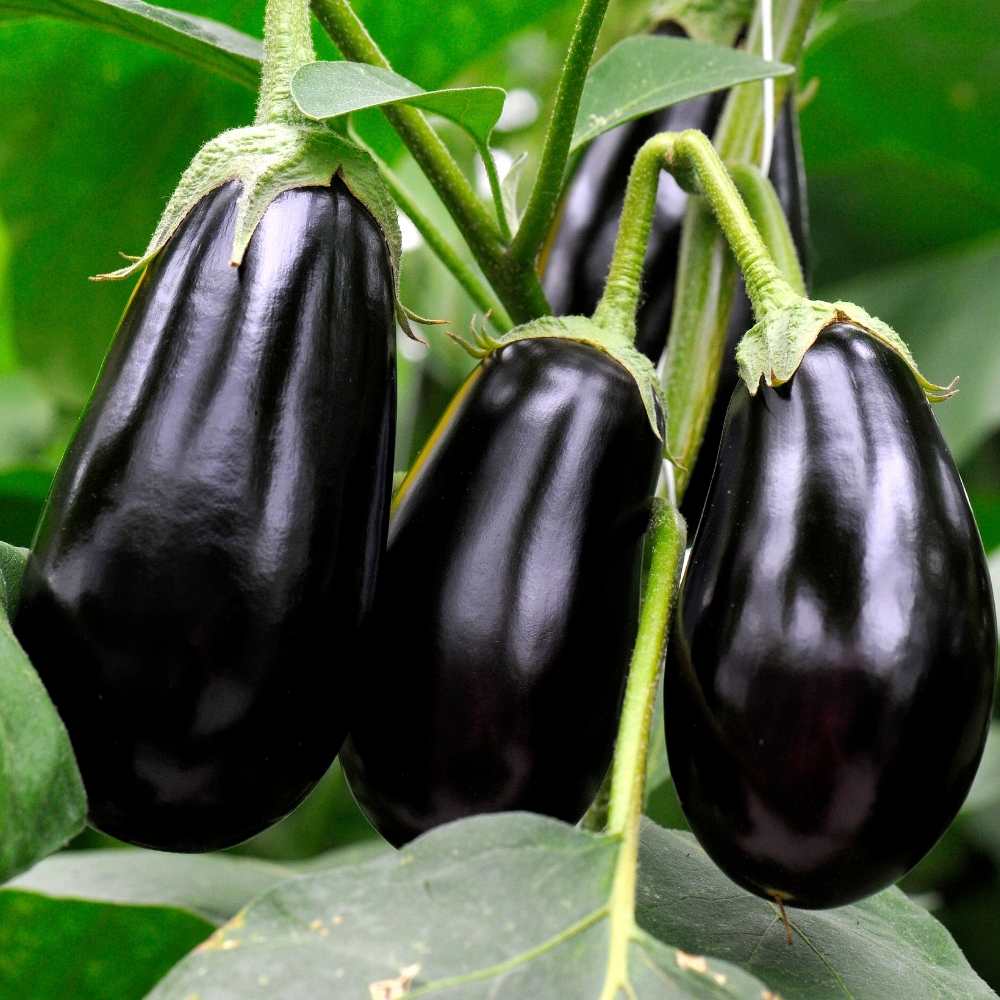 Brinjal Seeds Black Hybrid