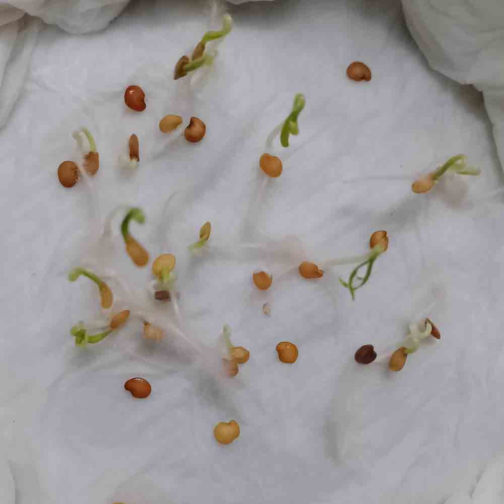 Brinjal F1 Green Round Hybrid Seeds