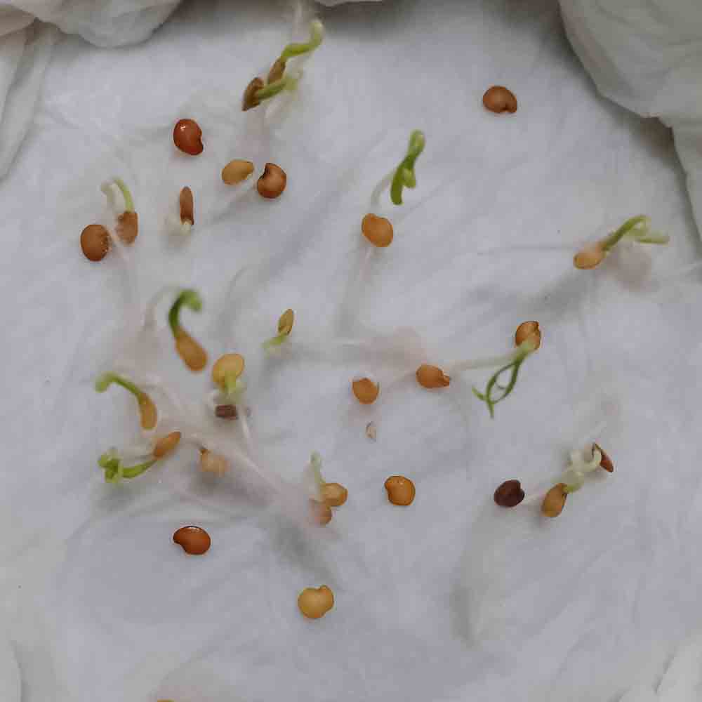 Brinjal F1 White (Oblong Type) Hybrid Seeds