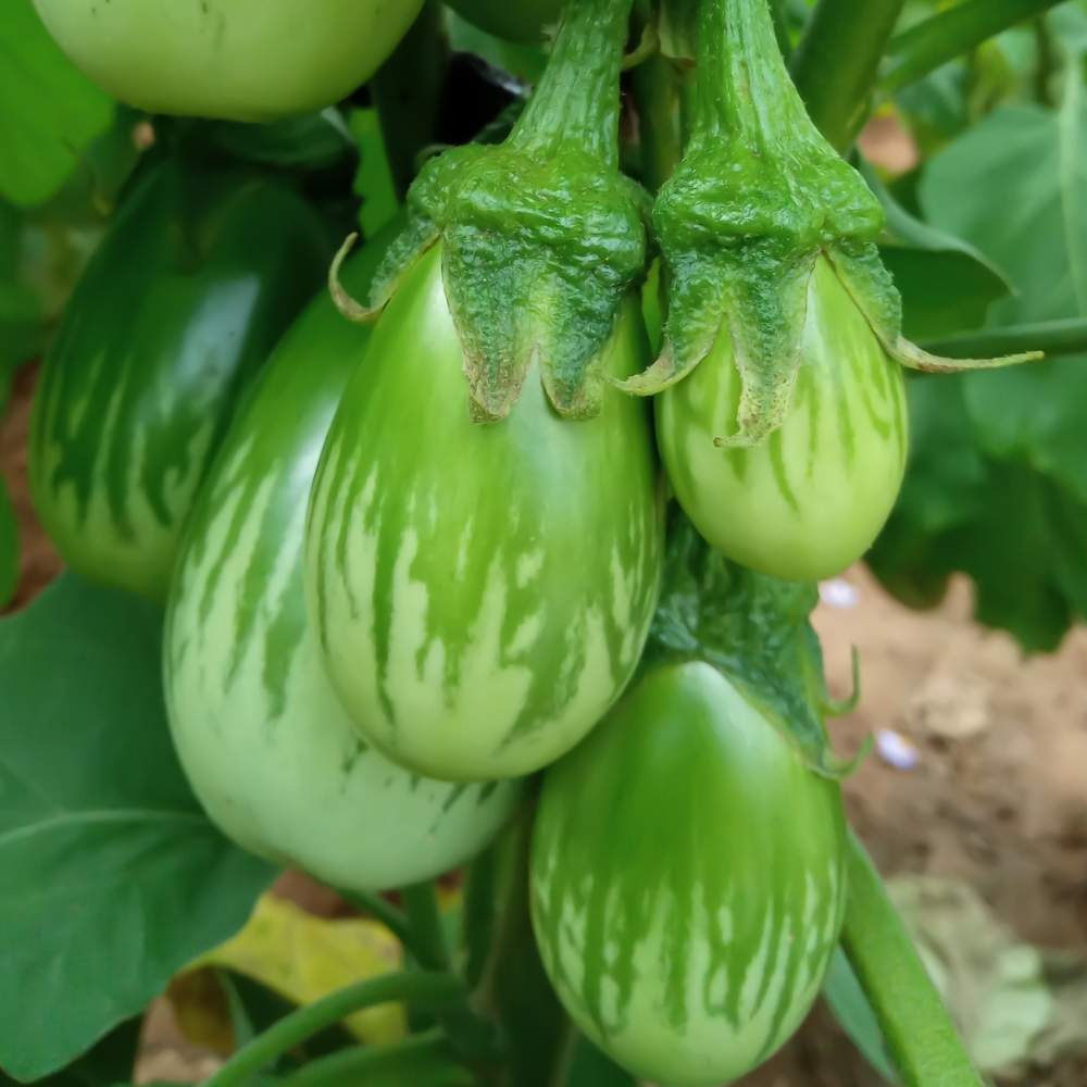 Brinjal Seeds Green Hybrid