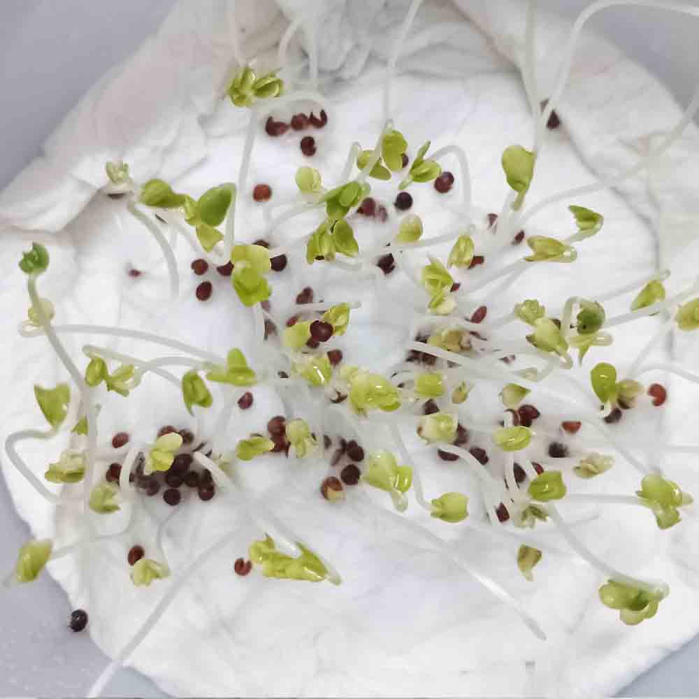 Broccoli F1 HYB Anastasia Seeds