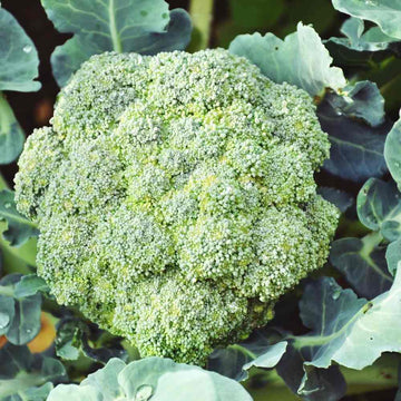Broccoli F1 HYB Anastasia Seeds