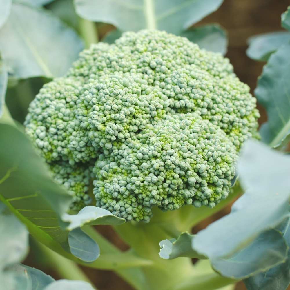 Broccoli F1 Hybrid Zubin Seeds