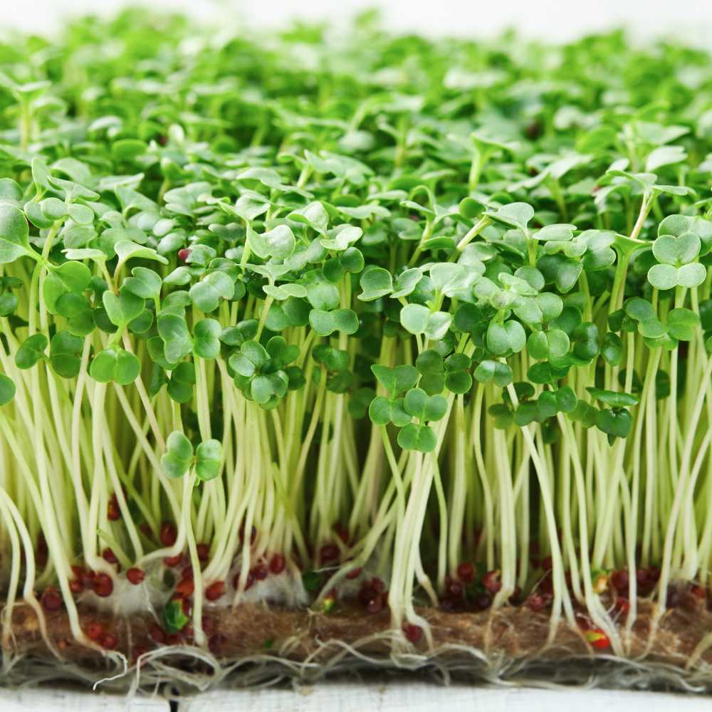 Broccoli Microgreen Seeds