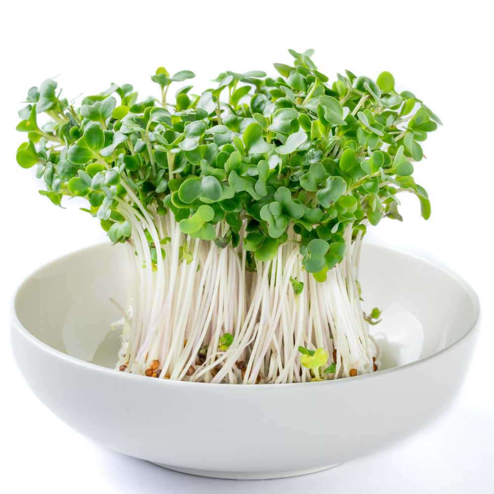 Broccoli Microgreen Seeds